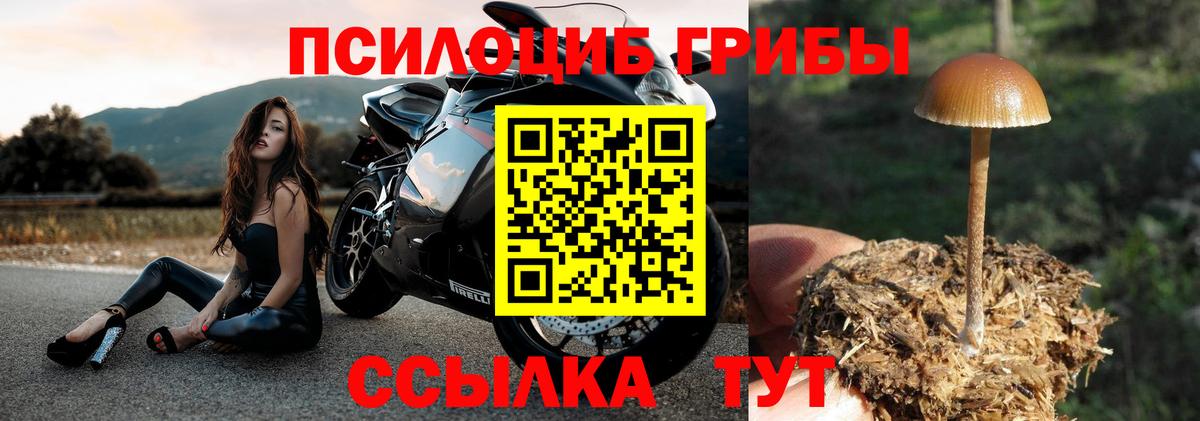 Псилоцибиновые грибы Psilocybine cubensis Кандалакша